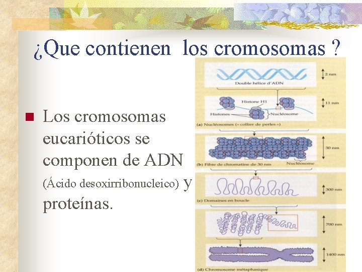 ¿Que contienen los cromosomas ? n Los cromosomas eucarióticos se componen de ADN (Ácido