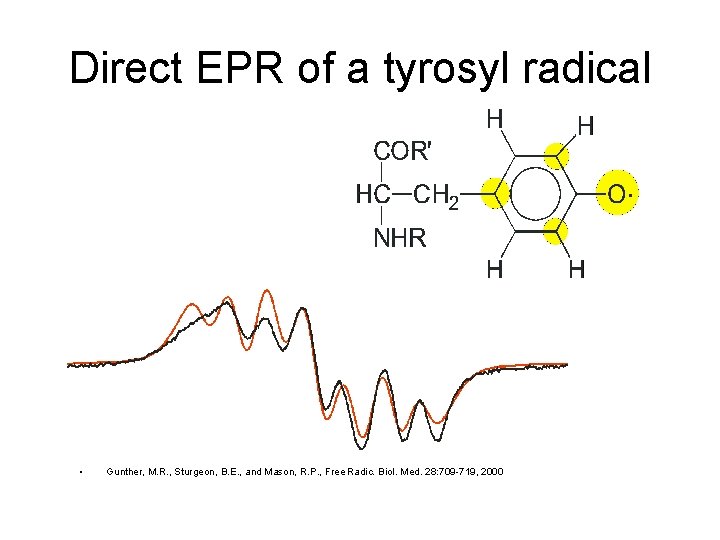 Direct EPR of a tyrosyl radical • Gunther, M. R. , Sturgeon, B. E.