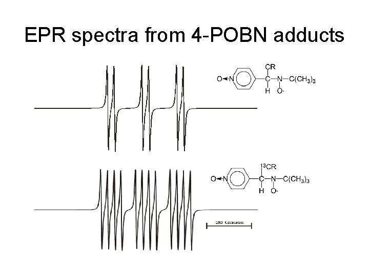 EPR spectra from 4 -POBN adducts 