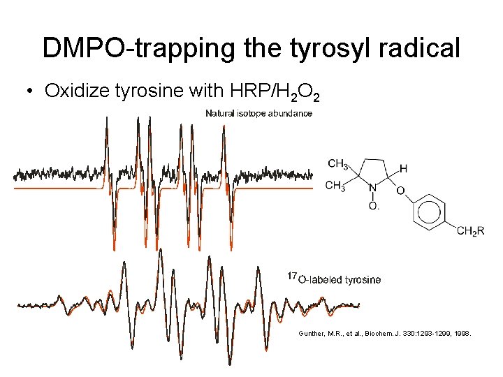 DMPO-trapping the tyrosyl radical • Oxidize tyrosine with HRP/H 2 O 2 Gunther, M.