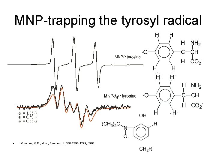 MNP-trapping the tyrosyl radical • Gunther, M. R. , et al. , Biochem. J.