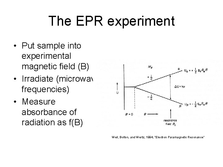 The EPR experiment • Put sample into experimental magnetic field (B) • Irradiate (microwave