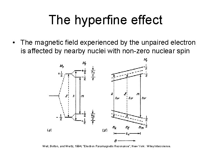 The hyperfine effect • The magnetic field experienced by the unpaired electron is affected