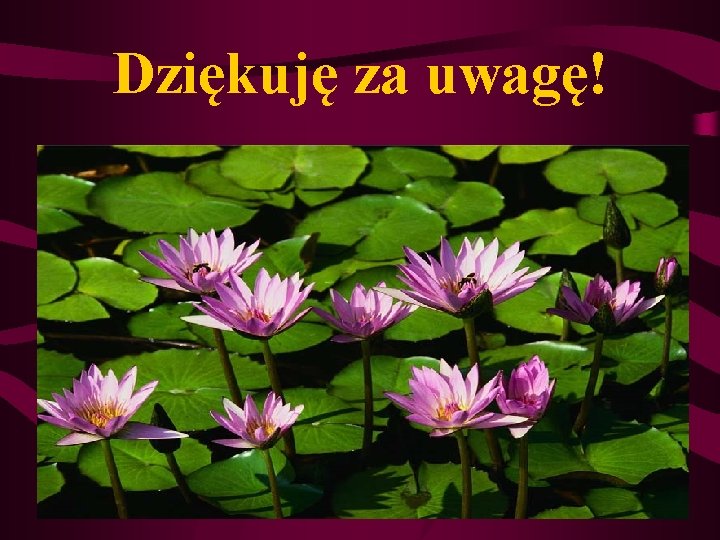 Dziękuję za uwagę! Dziękuję za uwagę!