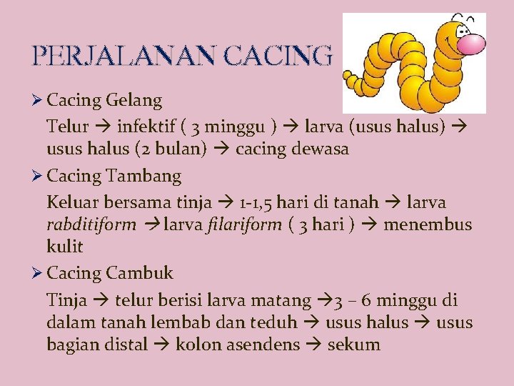 PERJALANAN CACING Ø Cacing Gelang Telur infektif ( 3 minggu ) larva (usus halus)