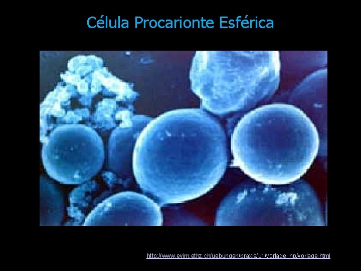 Célula Procarionte Esférica Foto retirada do site: http: //www. evim. ethz. ch/uebungen/praxis/u 1/vorlage_hp/vorlage. html Célula Procarionte Esférica Foto retirada do site: http: //www. evim. ethz. ch/uebungen/praxis/u 1/vorlage_hp/vorlage. html