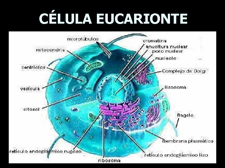 CÉLULA EUCARIONTE CÉLULA EUCARIONTE