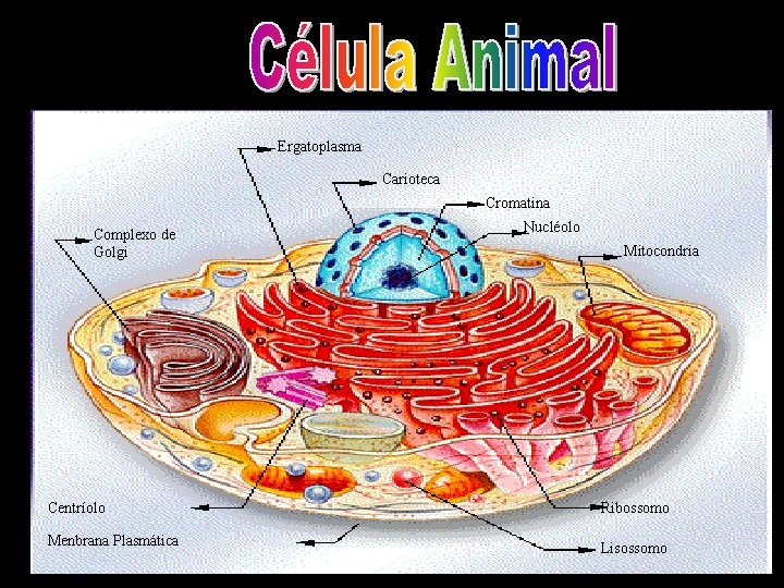 Ergatoplasma Carioteca Cromatina Complexo de Golgi Centríolo Menbrana Plasmática Nucléolo Mitocondria Ribossomo Lisossomo Ergatoplasma Carioteca Cromatina Complexo de Golgi Centríolo Menbrana Plasmática Nucléolo Mitocondria Ribossomo Lisossomo