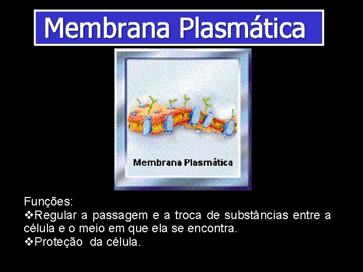 Membrana Plasmática Funções: v. Regular a passagem e a troca de substâncias entre a Membrana Plasmática Funções: v. Regular a passagem e a troca de substâncias entre a