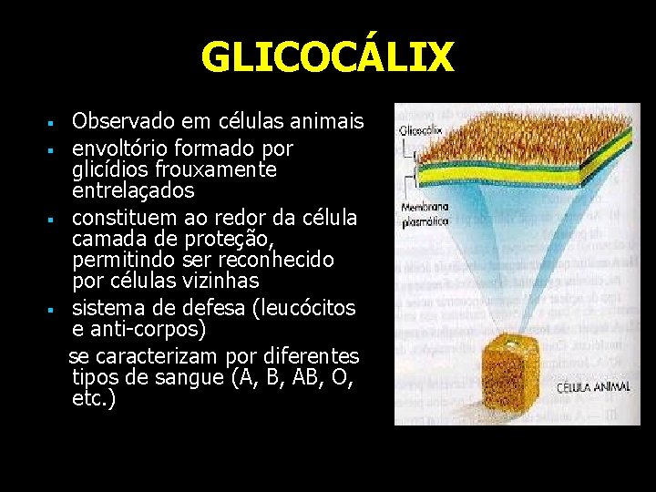 GLICOCÁLIX § § Observado em células animais envoltório formado por glicídios frouxamente entrelaçados constituem GLICOCÁLIX § § Observado em células animais envoltório formado por glicídios frouxamente entrelaçados constituem