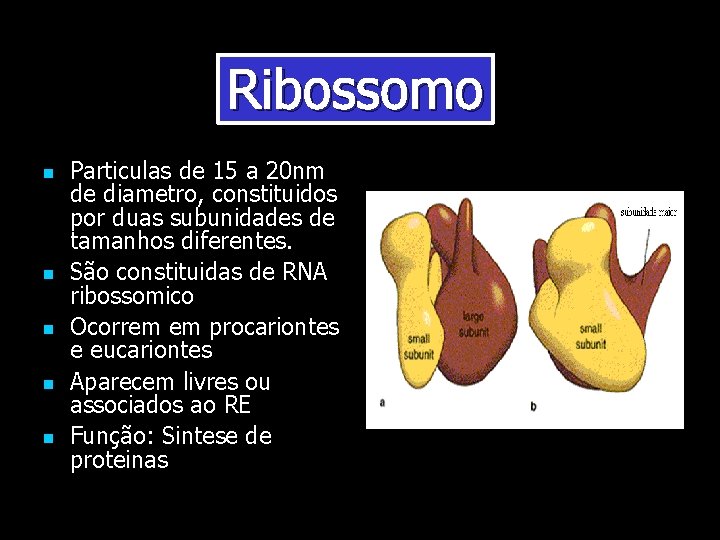 Ribossomo Particulas de 15 a 20 nm de diametro, constituidos por duas subunidades de Ribossomo Particulas de 15 a 20 nm de diametro, constituidos por duas subunidades de