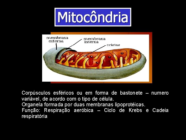 Mitocôndria Corpúsculos esféricos ou em forma de bastonete – numero variável, de acordo com Mitocôndria Corpúsculos esféricos ou em forma de bastonete – numero variável, de acordo com