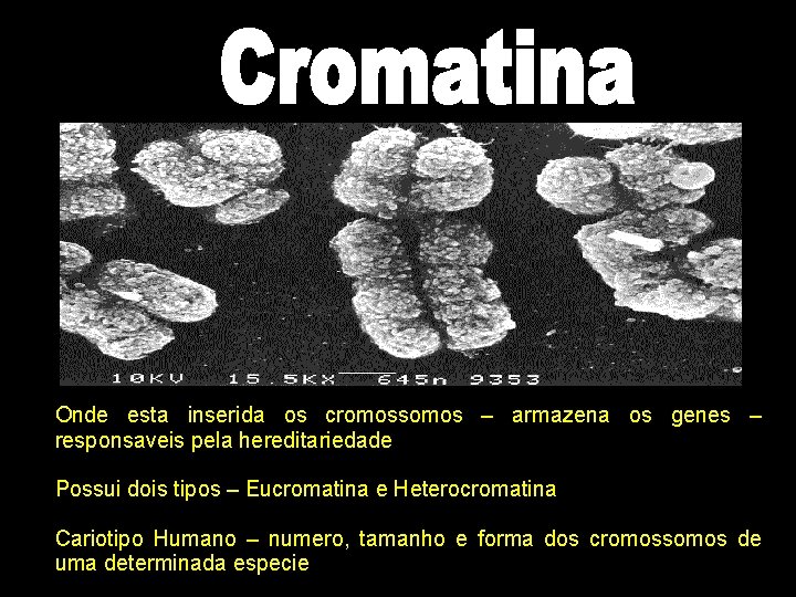 Onde esta inserida os cromossomos – armazena os genes – responsaveis pela hereditariedade Possui Onde esta inserida os cromossomos – armazena os genes – responsaveis pela hereditariedade Possui