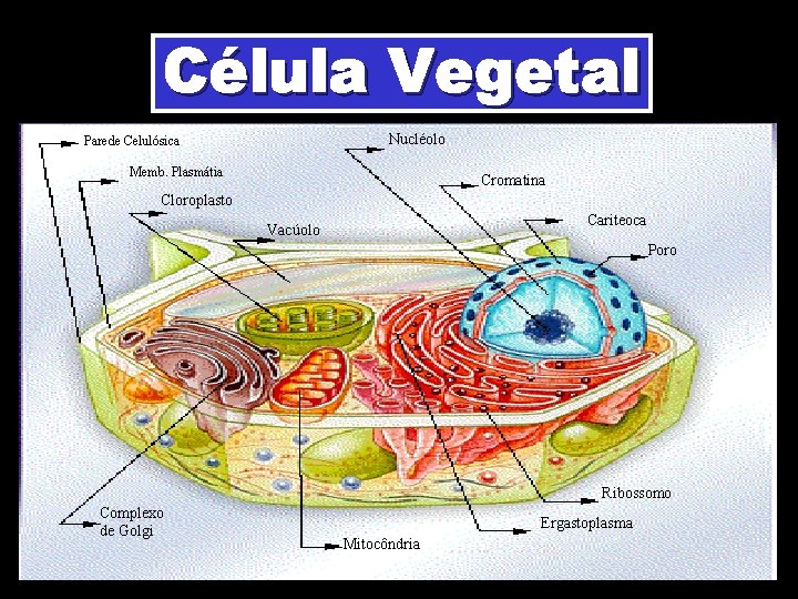 Célula Vegetal Nucléolo Parede Celulósica Memb. Plasmátia Cromatina Cloroplasto Cariteoca Vacúolo Poro Ribossomo Complexo Célula Vegetal Nucléolo Parede Celulósica Memb. Plasmátia Cromatina Cloroplasto Cariteoca Vacúolo Poro Ribossomo Complexo