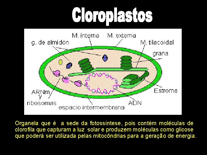 Organela que é a sede da fotossíntese, pois contém moléculas de clorofila que capturam Organela que é a sede da fotossíntese, pois contém moléculas de clorofila que capturam