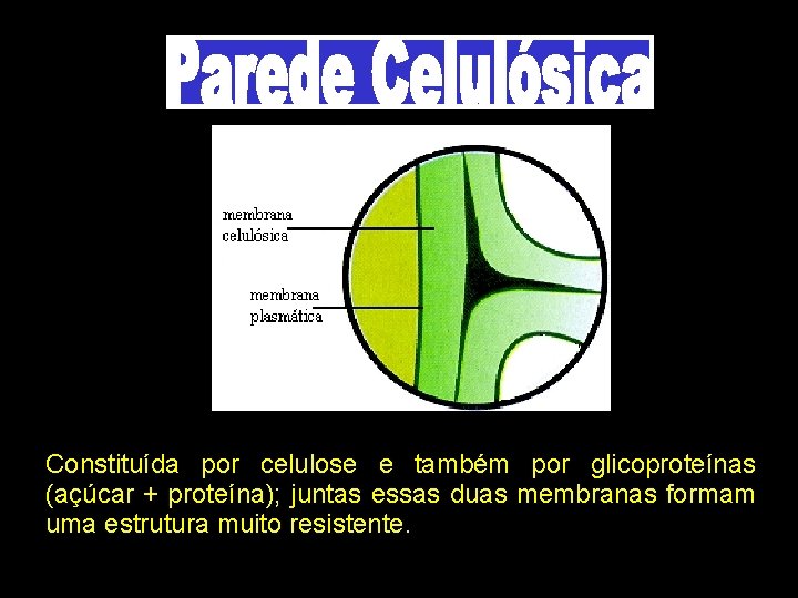 Constituída por celulose e também por glicoproteínas (açúcar + proteína); juntas essas duas membranas Constituída por celulose e também por glicoproteínas (açúcar + proteína); juntas essas duas membranas