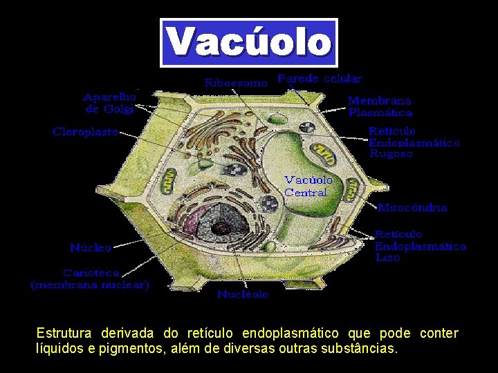 Vacúolo Estrutura derivada do retículo endoplasmático que pode conter líquidos e pigmentos, além de Vacúolo Estrutura derivada do retículo endoplasmático que pode conter líquidos e pigmentos, além de