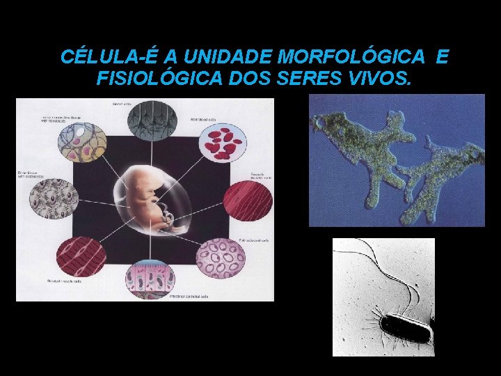 CÉLULA-É A UNIDADE MORFOLÓGICA E FISIOLÓGICA DOS SERES VIVOS. CÉLULA-É A UNIDADE MORFOLÓGICA E FISIOLÓGICA DOS SERES VIVOS.