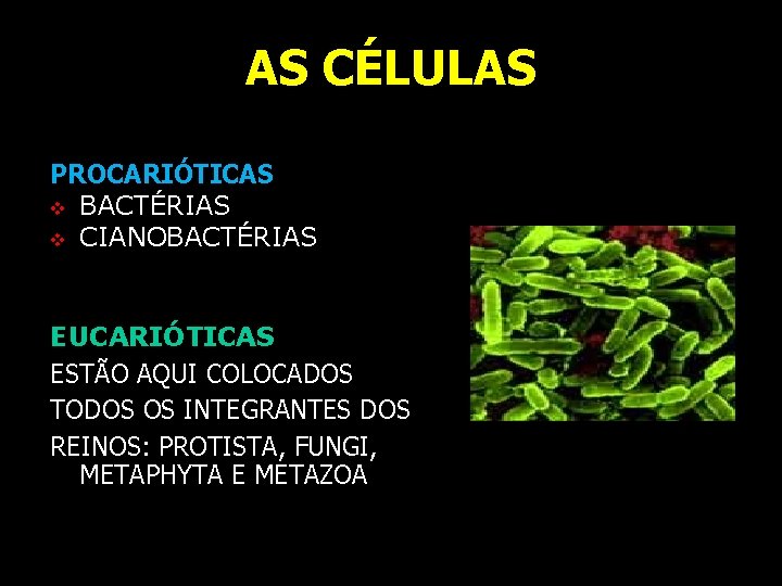 AS CÉLULAS PROCARIÓTICAS v BACTÉRIAS v CIANOBACTÉRIAS EUCARIÓTICAS ESTÃO AQUI COLOCADOS TODOS OS INTEGRANTES AS CÉLULAS PROCARIÓTICAS v BACTÉRIAS v CIANOBACTÉRIAS EUCARIÓTICAS ESTÃO AQUI COLOCADOS TODOS OS INTEGRANTES