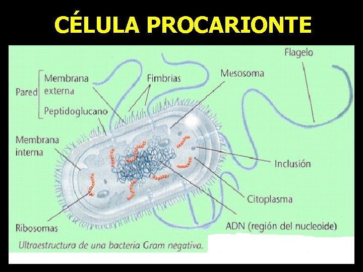 CÉLULA PROCARIONTE CÉLULA PROCARIONTE
