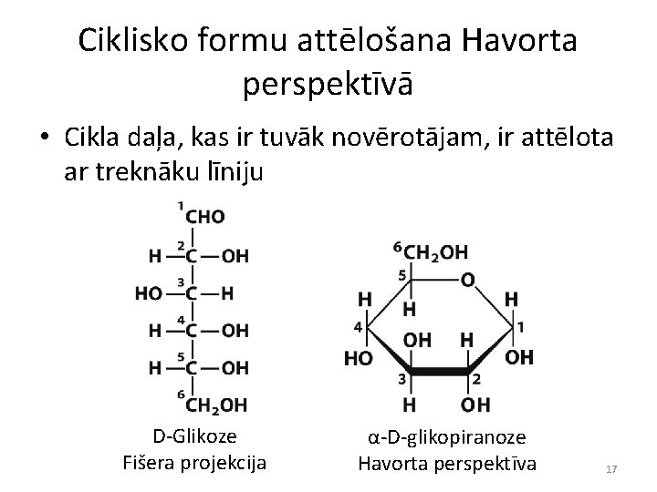 Ciklisko formu attēlošana Havorta perspektīvā • Cikla daļa, kas ir tuvāk novērotājam, ir attēlota