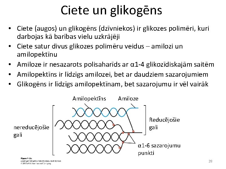 Ciete un glikogēns • Ciete (augos) un glikogēns (dzīvniekos) ir glikozes polimēri, kuri darbojas