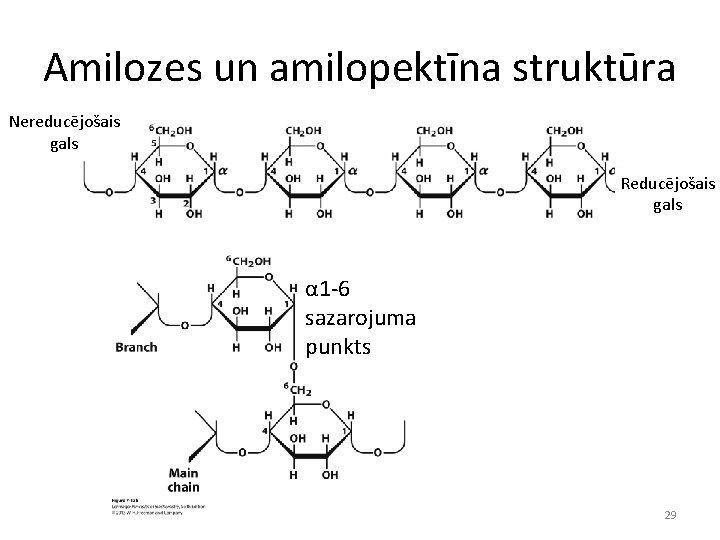 Amilozes un amilopektīna struktūra Nereducējošais gals Reducējošais gals α 1 -6 sazarojuma punkts 29