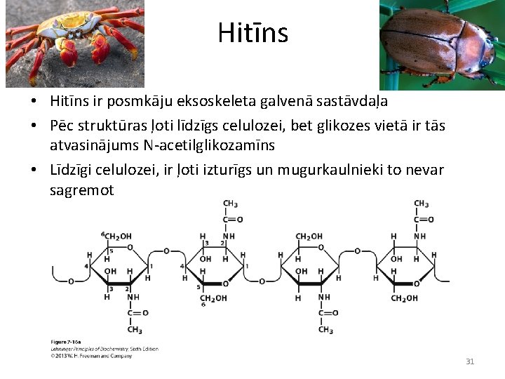 Hitīns • Hitīns ir posmkāju eksoskeleta galvenā sastāvdaļa • Pēc struktūras ļoti līdzīgs celulozei,