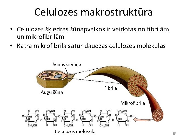 Celulozes makrostruktūra • Celulozes šķiedras šūnapvalkos ir veidotas no fibrilām un mikrofibrilām • Katra