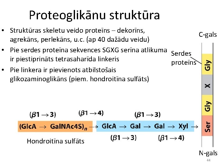 Proteoglikānu struktūra • Struktūras skeletu veido proteīns – dekorīns, C-gals agrekāns, perlekāns, u. c.