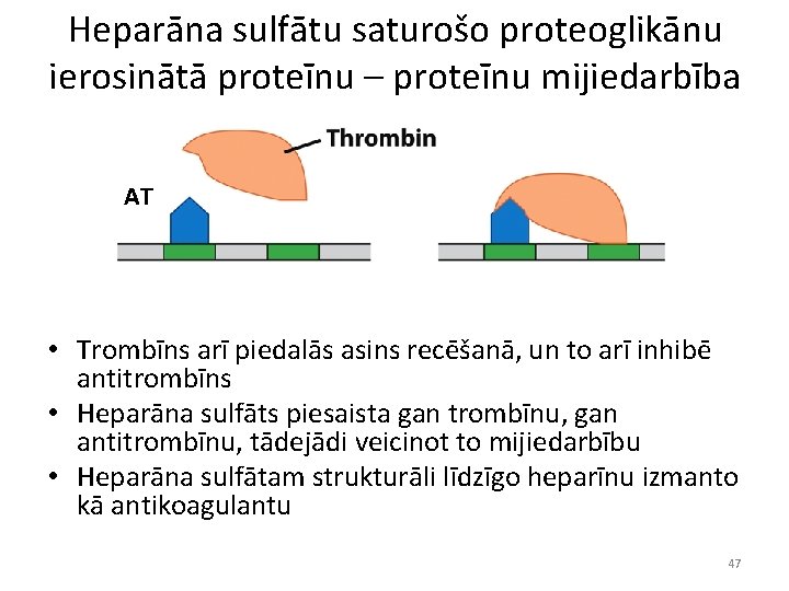 Heparāna sulfātu saturošo proteoglikānu ierosinātā proteīnu – proteīnu mijiedarbība AT • Trombīns arī piedalās