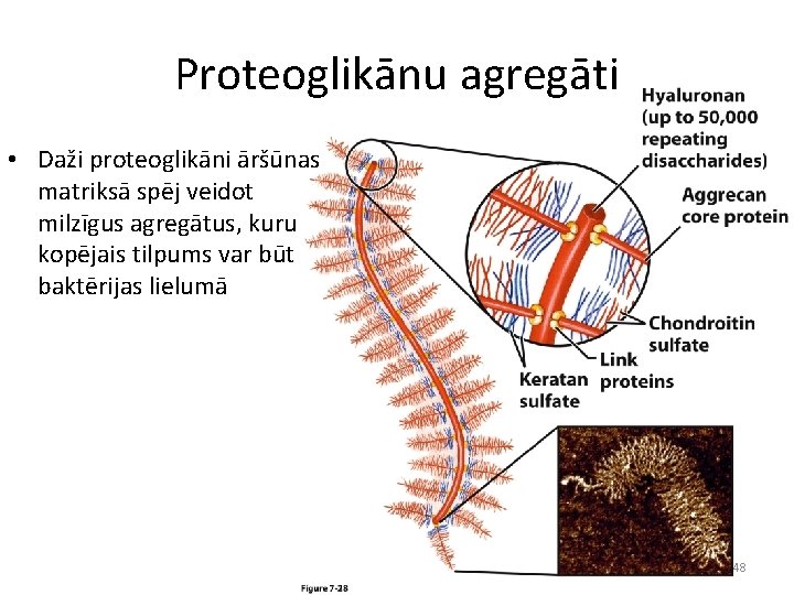 Proteoglikānu agregāti • Daži proteoglikāni āršūnas matriksā spēj veidot milzīgus agregātus, kuru kopējais tilpums