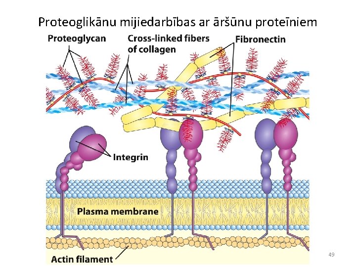 Proteoglikānu mijiedarbības ar āršūnu proteīniem 49 