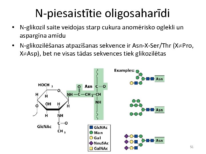 N-piesaistītie oligosaharīdi • N-glikozil saite veidojas starp cukura anomērisko oglekli un aspargīna amīdu •