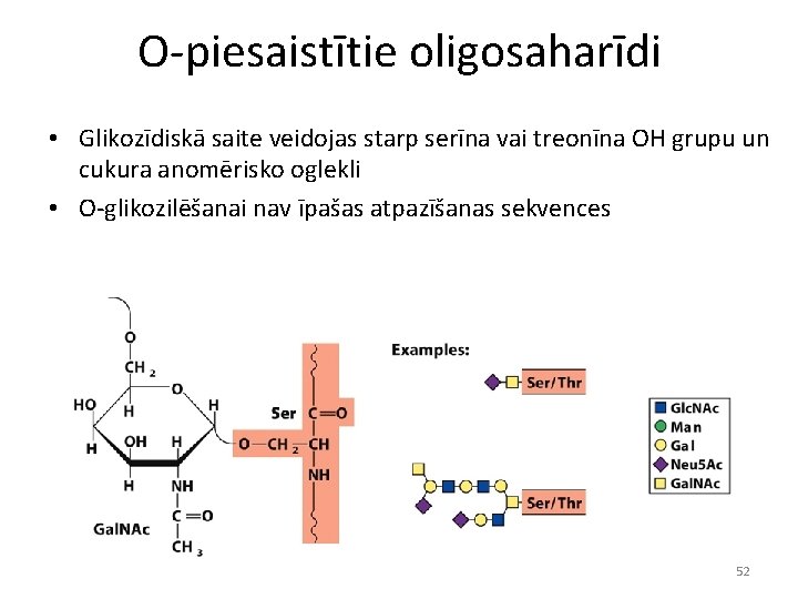 O-piesaistītie oligosaharīdi • Glikozīdiskā saite veidojas starp serīna vai treonīna OH grupu un cukura