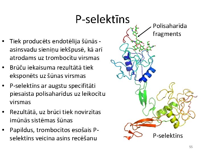 P-selektīns • Tiek producēts endotēlija šūnās asinsvadu sieniņu iekšpusē, kā arī atrodams uz trombocītu