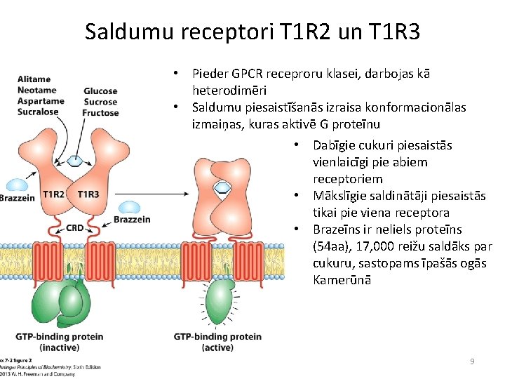 Saldumu receptori T 1 R 2 un T 1 R 3 • Pieder GPCR