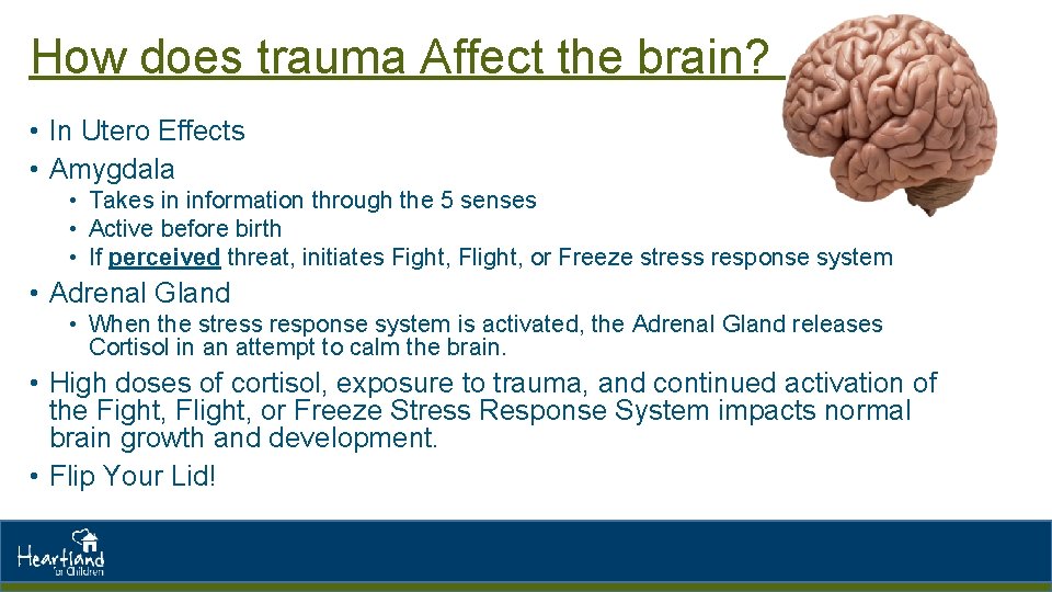 How does trauma Affect the brain? • In Utero Effects • Amygdala • Takes