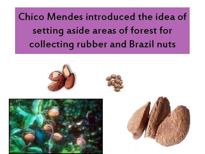 Chico Mendes introduced the idea of setting aside areas of forest for collecting rubber