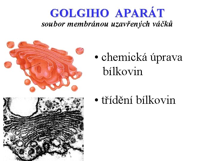 GOLGIHO APARÁT soubor membránou uzavřených váčků • chemická úprava bílkovin • třídění bílkovin 