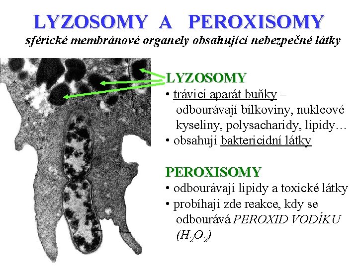 LYZOSOMY A PEROXISOMY sférické membránové organely obsahující nebezpečné látky LYZOSOMY • trávicí aparát buňky