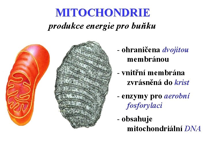 MITOCHONDRIE produkce energie pro buňku - ohraničena dvojitou membránou - vnitřní membrána zvrásněná do