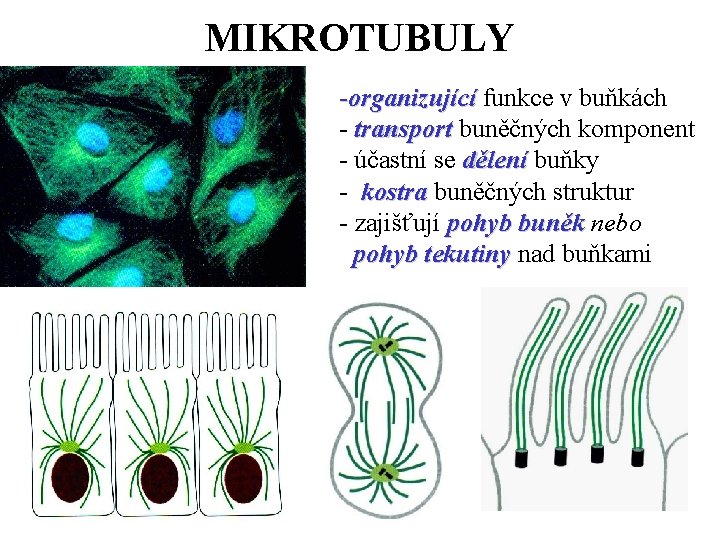MIKROTUBULY -organizující funkce v buňkách - transport buněčných komponent - účastní se dělení buňky