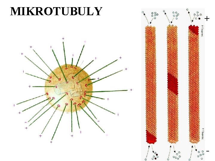 MIKROTUBULY + - 