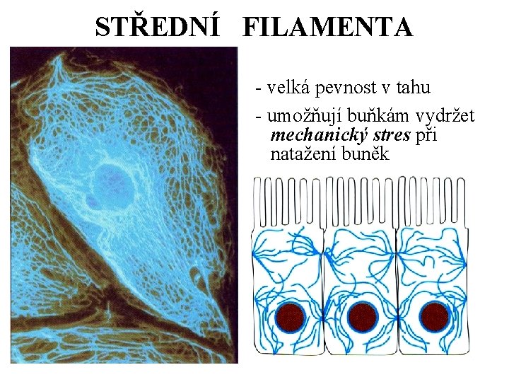 STŘEDNÍ FILAMENTA - velká pevnost v tahu - umožňují buňkám vydržet mechanický stres při