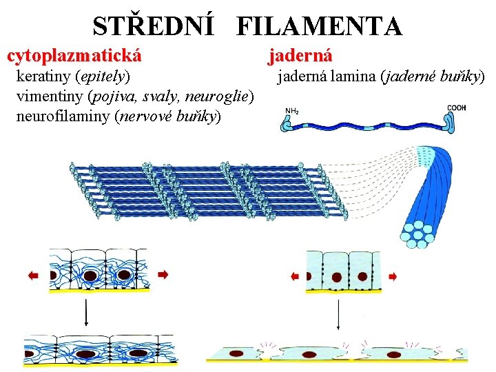 STŘEDNÍ FILAMENTA cytoplazmatická keratiny (epitely) vimentiny (pojiva, svaly, neuroglie) neurofilaminy (nervové buňky) jaderná lamina