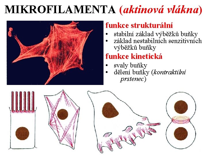 MIKROFILAMENTA (aktinová vlákna) funkce strukturální • stabilní základ výběžků buňky • základ nestabilních senzitivních