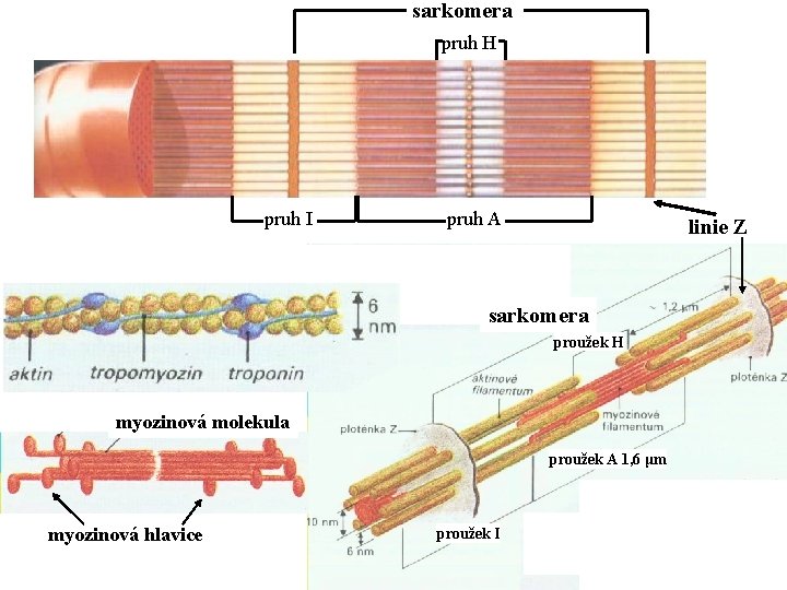 sarkomera pruh H pruh I pruh A linie Z sarkomera proužek H myozinová molekula