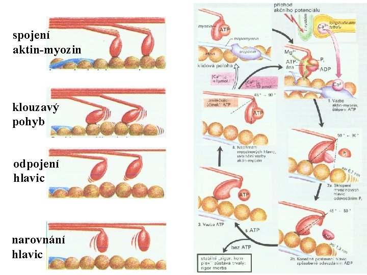 spojení aktin-myozin klouzavý pohyb odpojení hlavic narovnání hlavic 