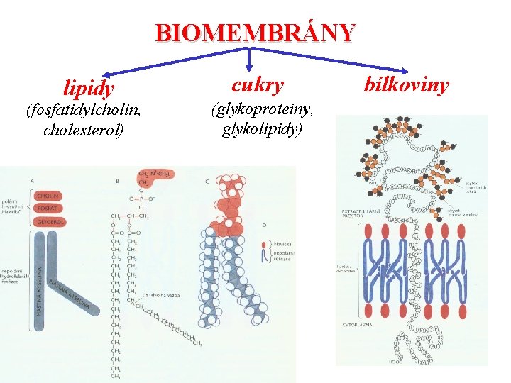 BIOMEMBRÁNY lipidy (fosfatidylcholin, cholesterol) cukry (glykoproteiny, glykolipidy) bílkoviny 